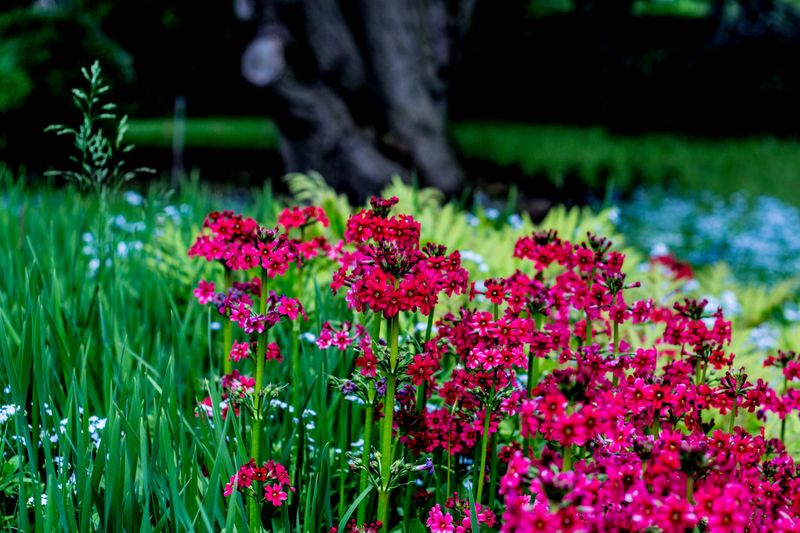 Plant Fragrant Herbs & Flowers