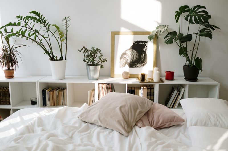 Indoor Plants For Fresh, Oxygenated Air