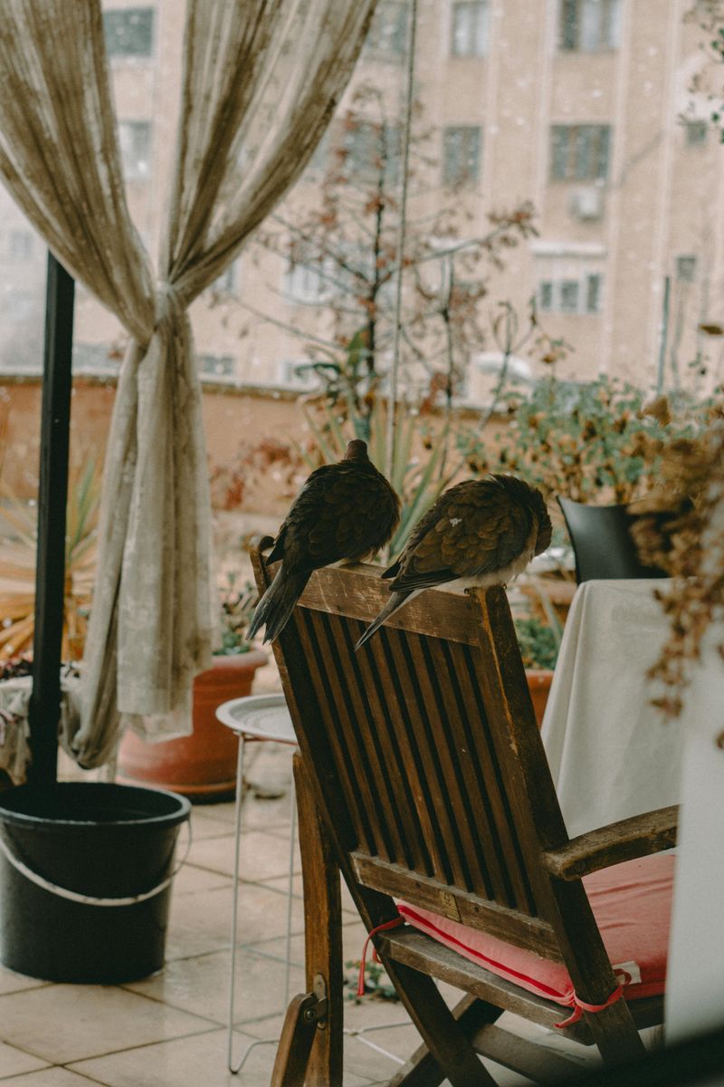 Outdoor Curtains or Bamboo Screens