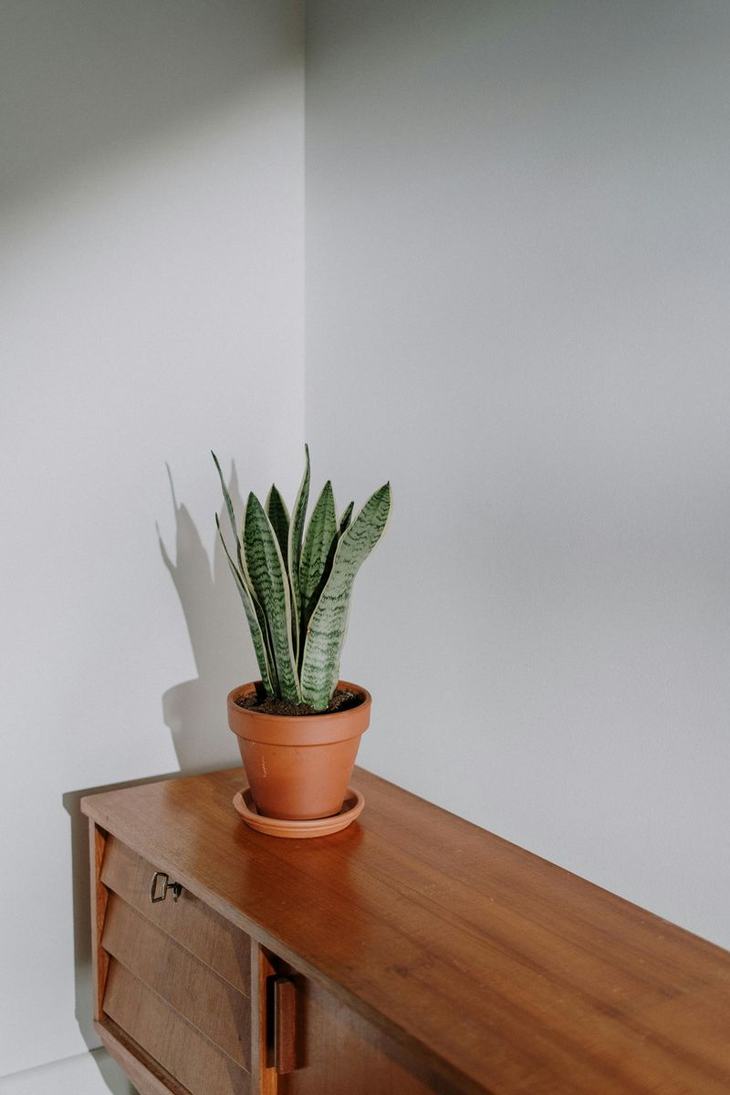 Low-Maintenance Houseplants for Busy People