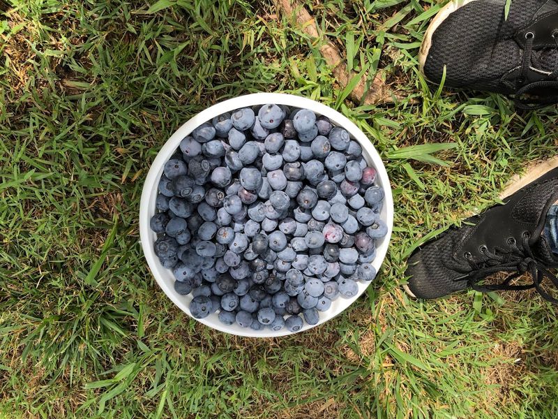 Blueberry Thrill Farm (Gibsonville)