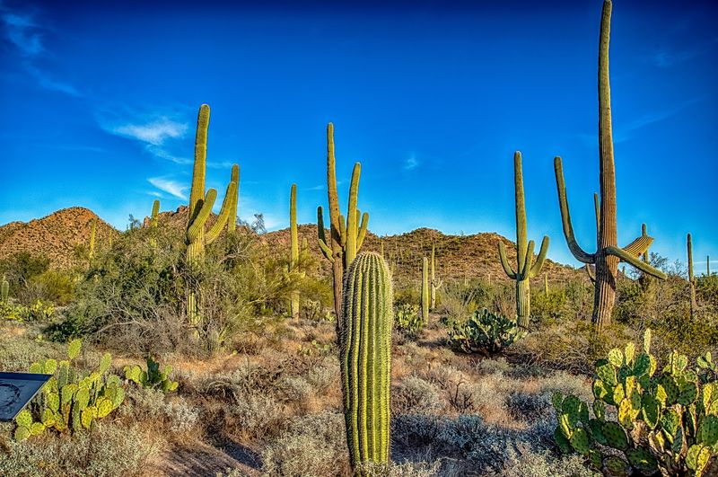 Saguaro Loop and Nature Trail (Tucson)