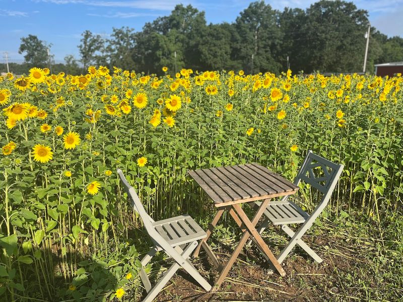 Wise Acres Organic Farm (Indian Trail)