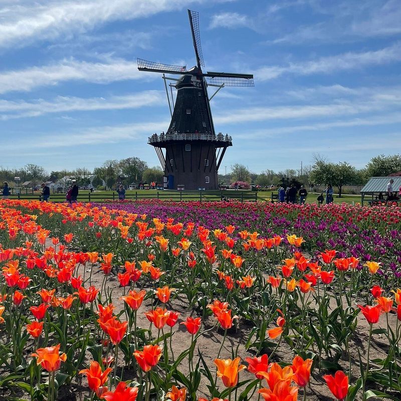 Tulip Time Festival