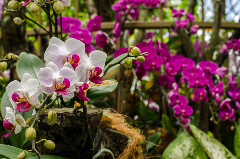 The Rare Orchid Collection and Tropical Plant House