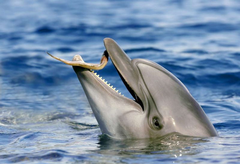 Dolphin