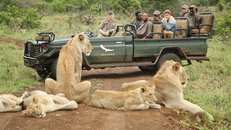 Lion