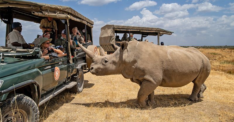 Rhinoceros
