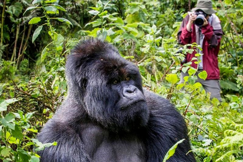 Gorilla