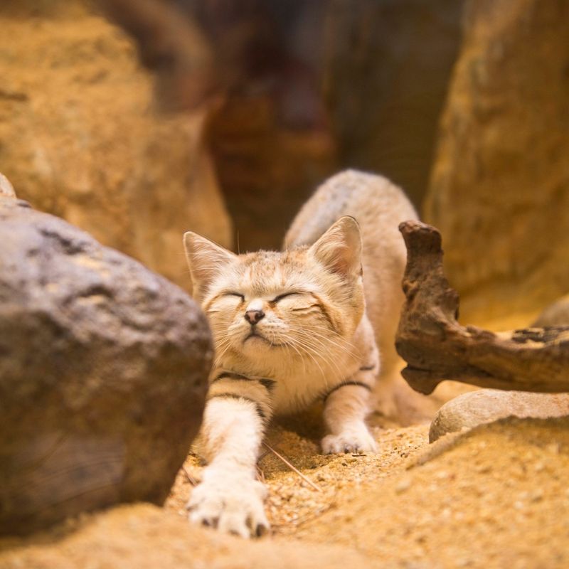 Tiny Paws