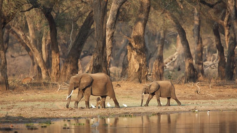 African Elephant