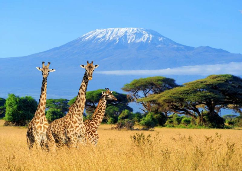 Giraffe