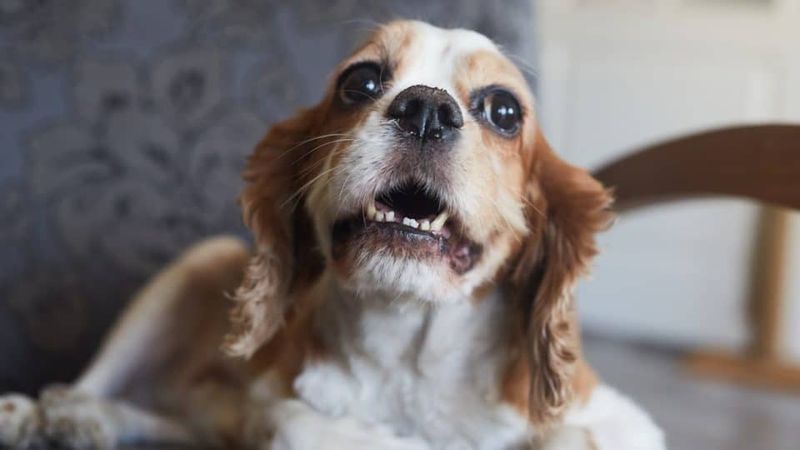 Increased Whining or Whimpering