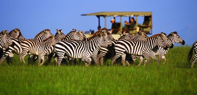 Zebra