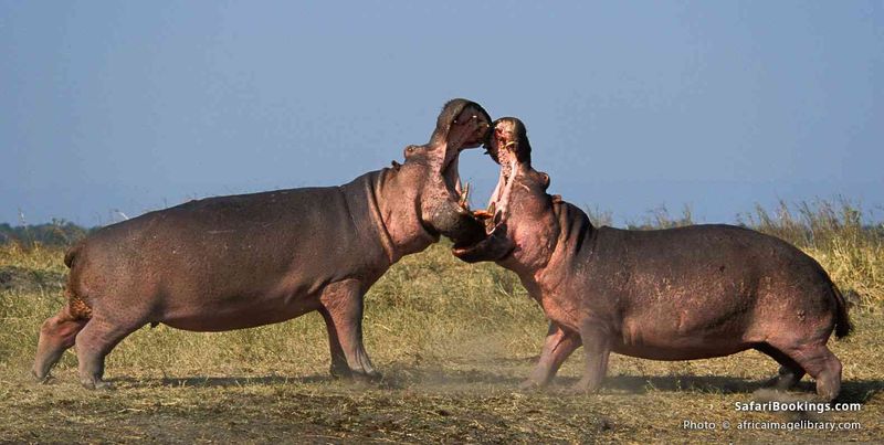 Hippopotamus