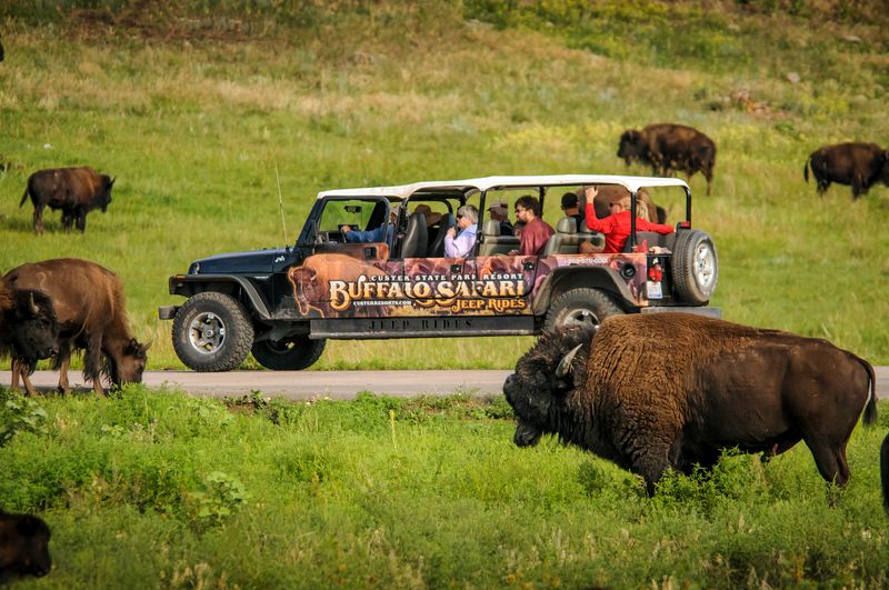 Buffalo