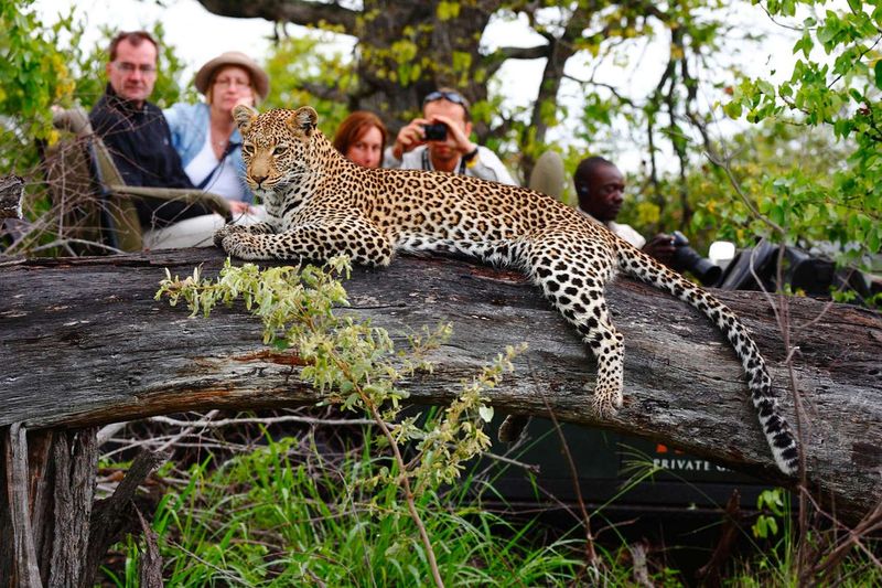 Leopard
