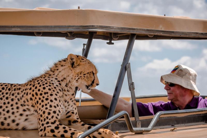 Cheetah