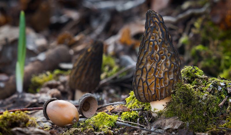 Morel Mushrooms