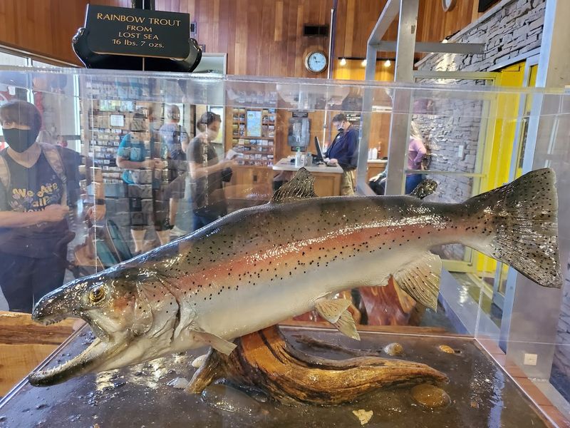 The Blind Rainbow Trout Swimming In The Underground Lake