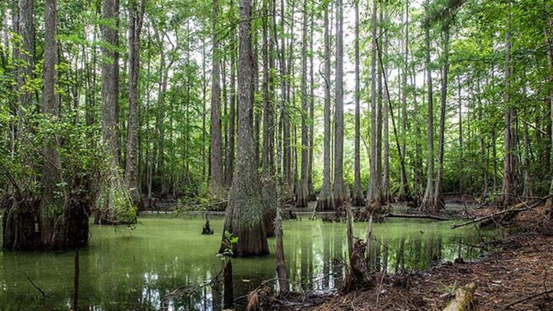 Francis Marion National Forest, South Carolina