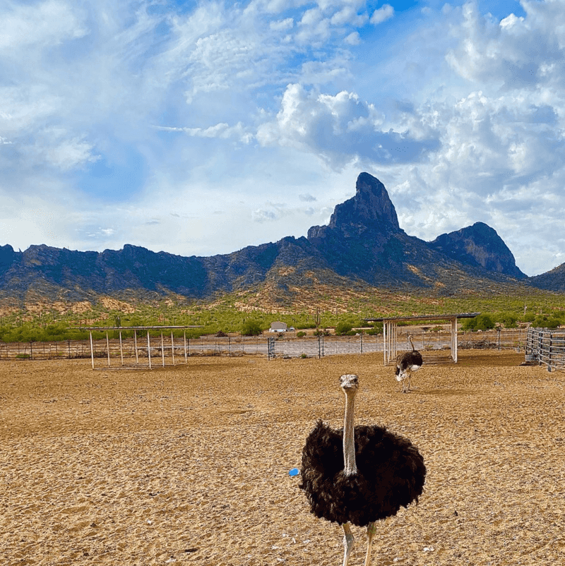 Rooster Cogburn Ostrich Ranch