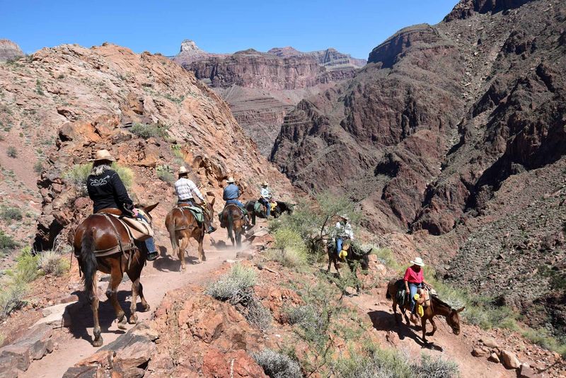 Trail Riding in the Grand Canyon