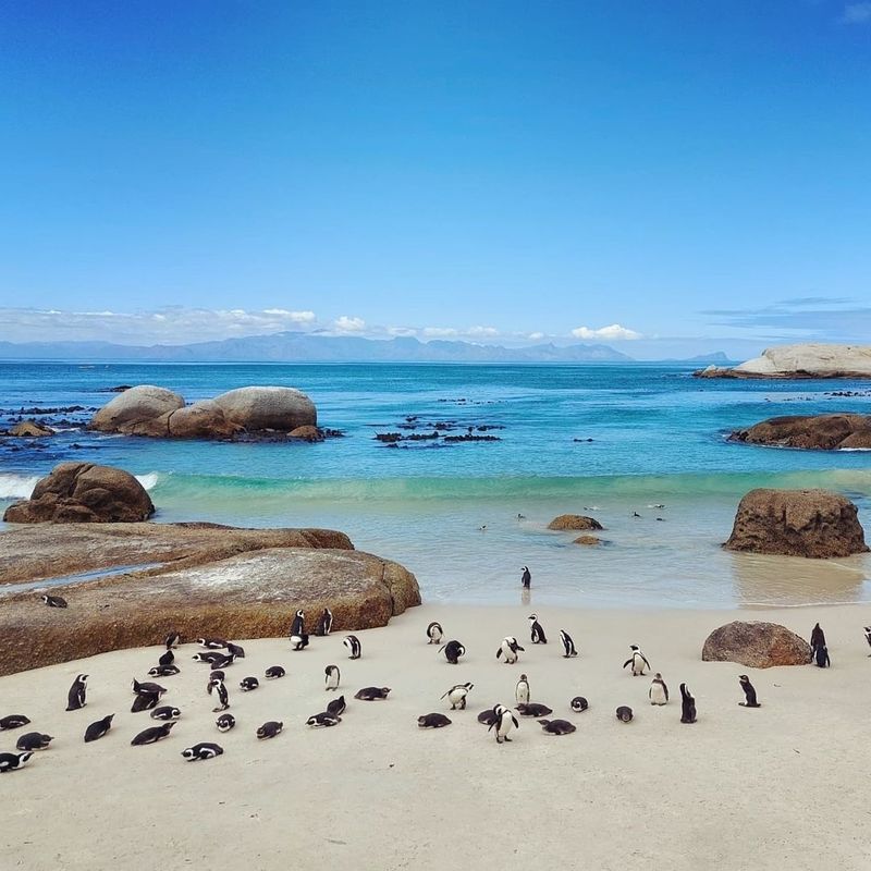 Boulders Beach, South Africa