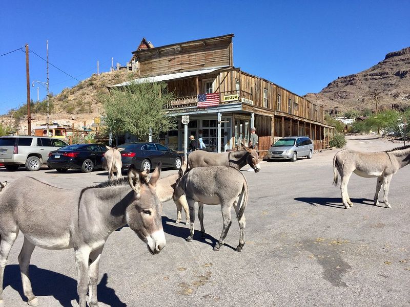 Oatman Wild Burros