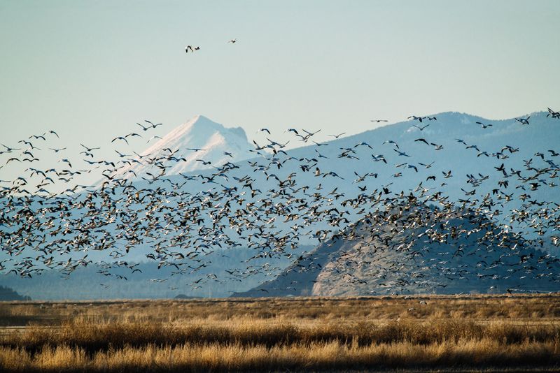 Klamath Basin National Wildlife Refuge, Oregon/California