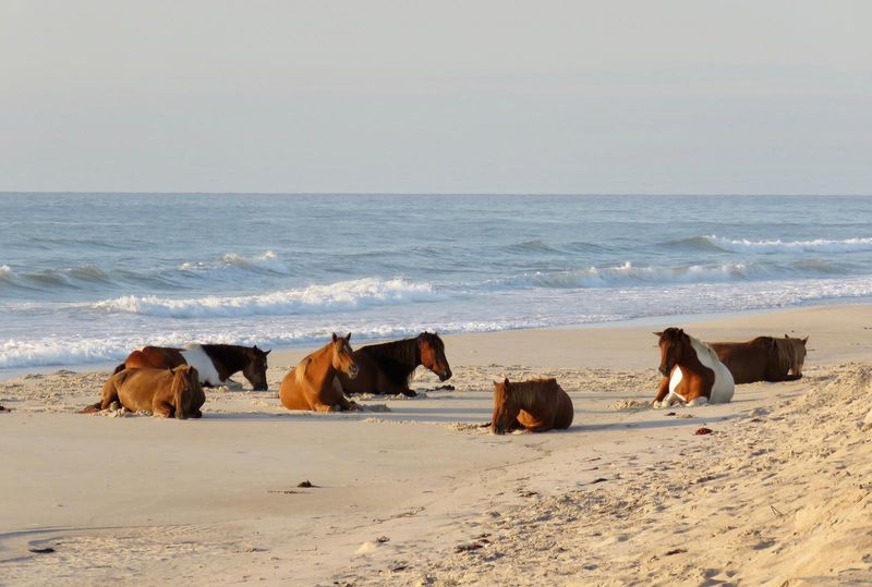 Assateague Island, Maryland/Virginia