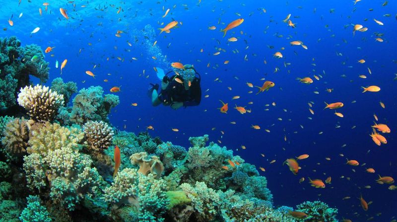 Snorkel in La Parguera