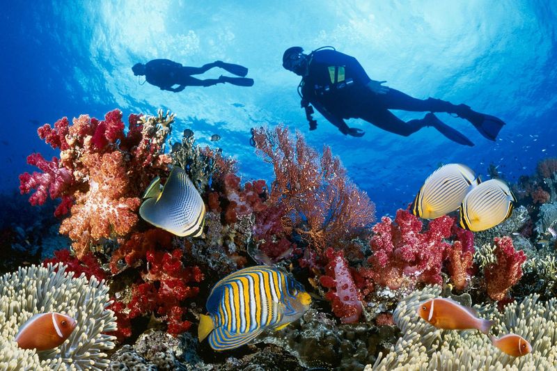 Scuba Diving in the Great Barrier Reef