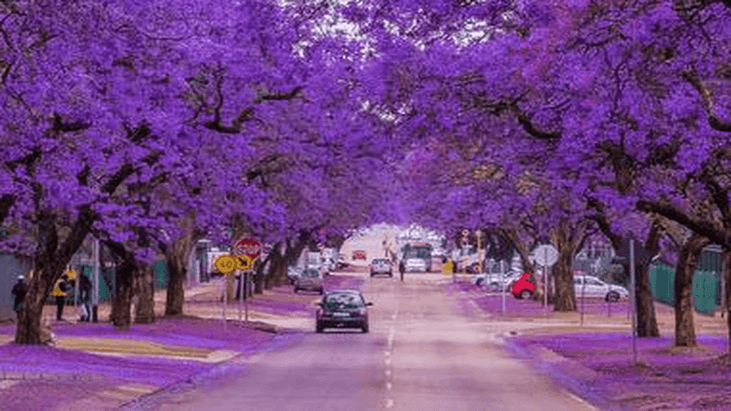 Charming Main Street