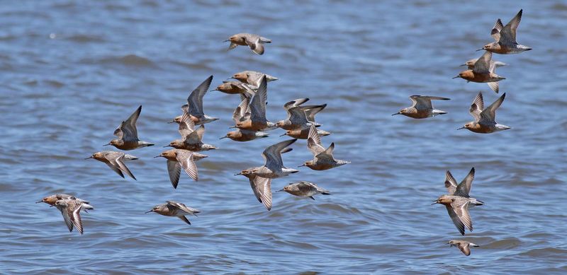 Cape May Bird Observatory, New Jersey