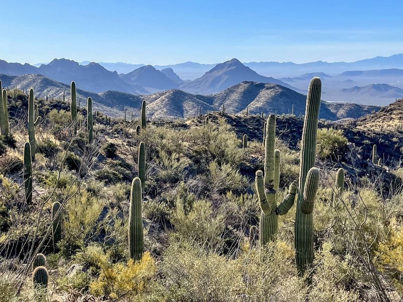 Saguaro National Park