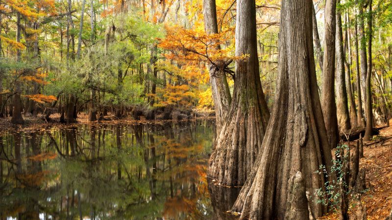 Congaree National Park, South Carolina