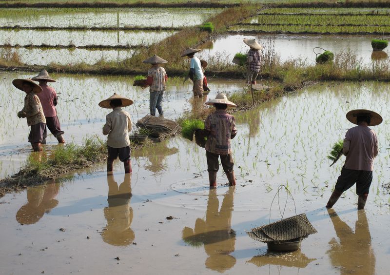 Rice vs. Wheat Divide