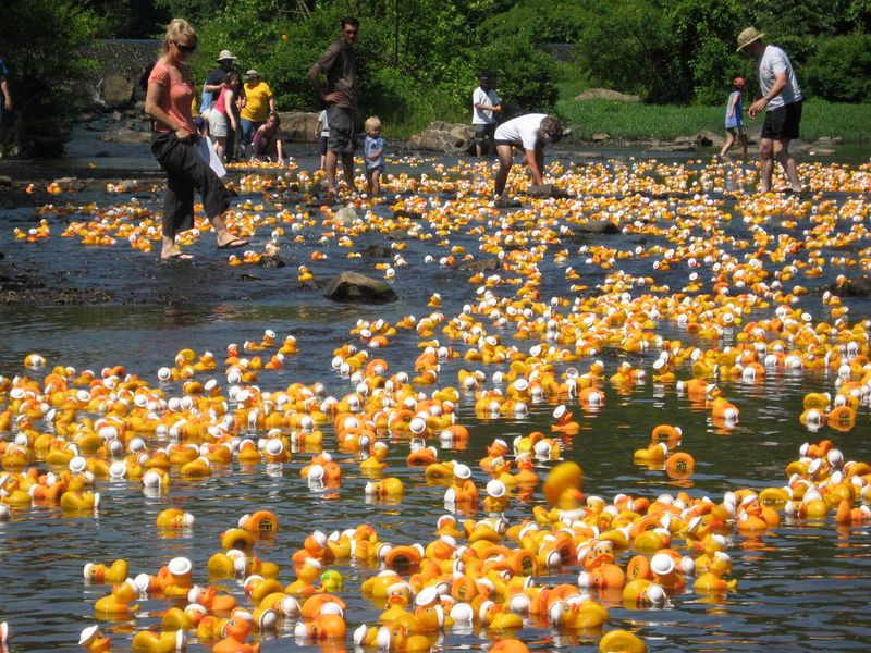 The Annual Rubber Duck Regatta