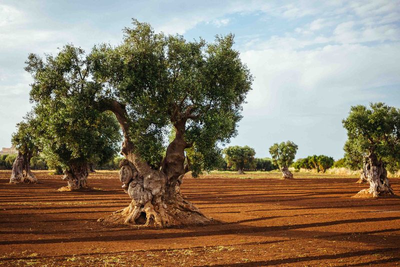 The Ancient Olive Grove