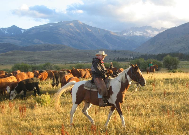 Ranch Work Experience in Nevada