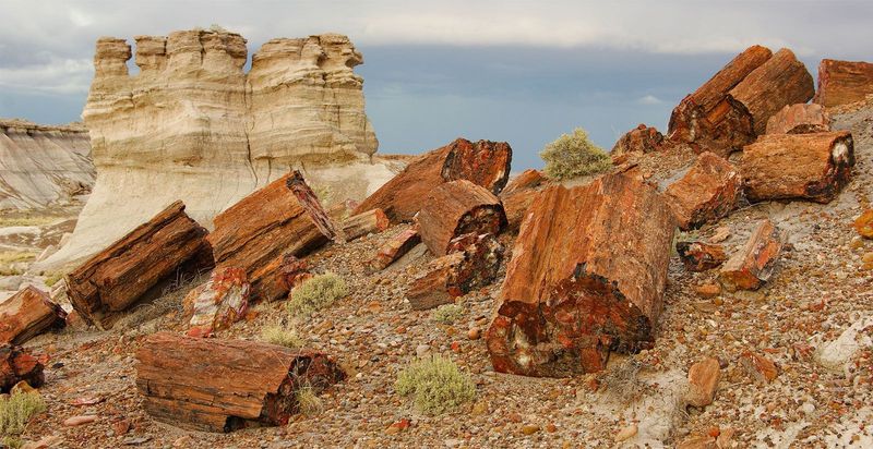 Petrified Forest National Park