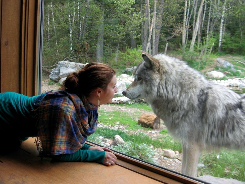 International Wolf Center