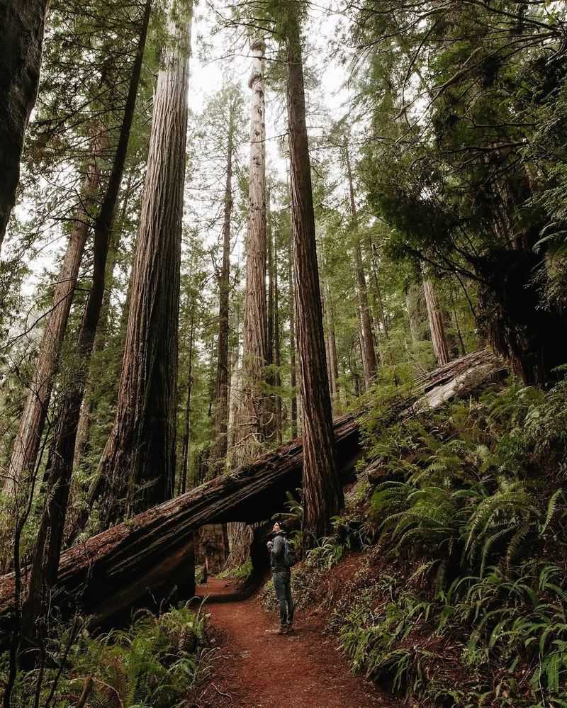 Redwood National and State Parks, California