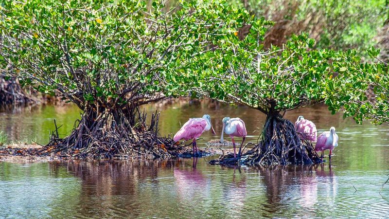 Merritt Island National Wildlife Refuge, Florida