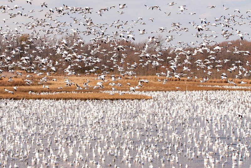 Bombay Hook National Wildlife Refuge, Delaware