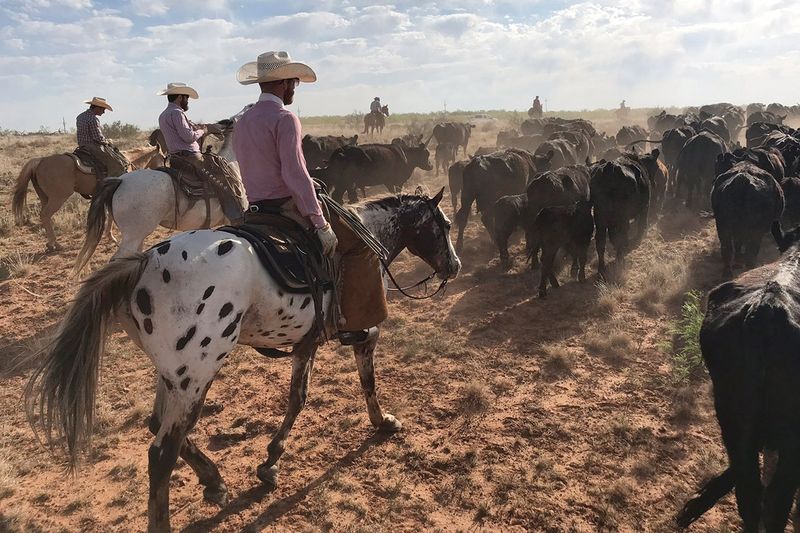 Cattle Drives in Texas