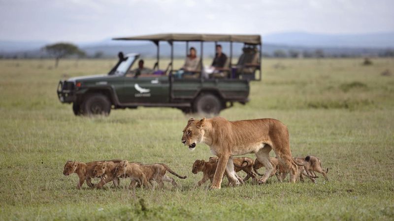 Safari in the Serengeti