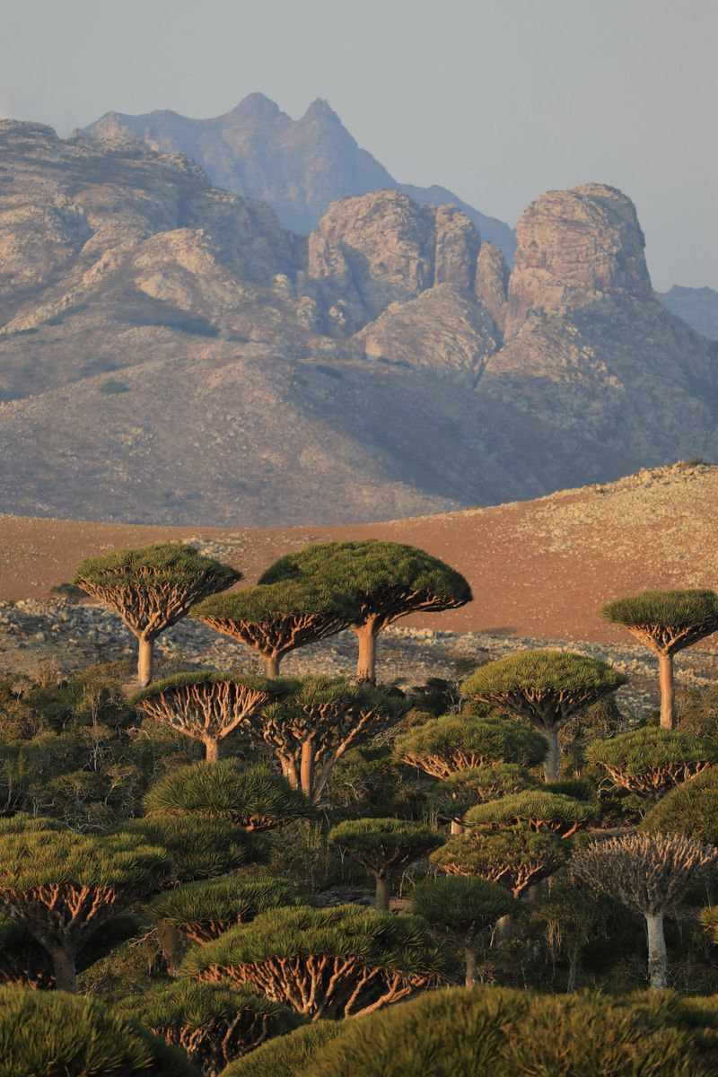 Socotra, Yemen