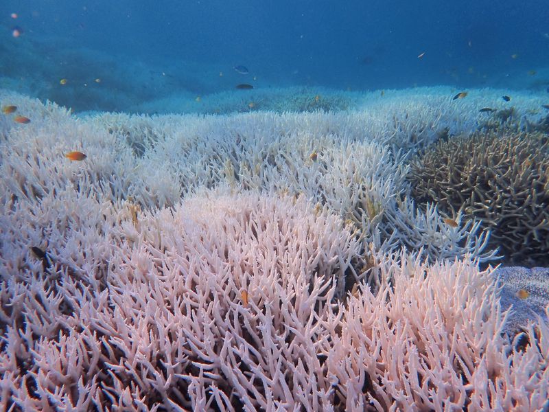 The Great Barrier Reef (Bleached Areas)